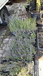 Lavendel hidcote liter potten normaal stunt 5 voor 10,-, Tuin en Terras, Planten | Tuinplanten, Ophalen, Zomer, Vaste plant, Halfschaduw