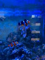 Levende have zeeaquarium, Vis, Zoutwatervis
