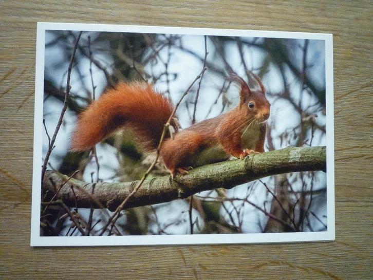 Grote kaart eekhoorn op tak boom, Verzamelen, Ansichtkaarten | Dieren, Voor 1920, Wild dier, Ophalen of Verzenden
