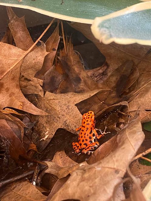 Pumilio bastimentos rfb, Dieren en Toebehoren, Reptielen en Amfibieën, Amfibie, 0 tot 2 jaar