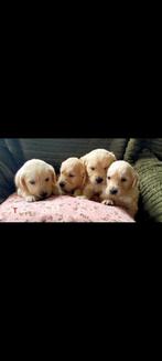 Prachtige Golden Retriever pups, Golden retriever, 8 tot 15 weken, CDV (hondenziekte), Meerdere