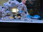 Malawi vissen en aquarium stenen te koop, Dieren en Toebehoren, Vis