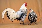 Tekoop gevraagd: Hollandsche Hoen kippen, Dieren en Toebehoren, Pluimvee, Vrouwelijk, Kip