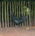 Ayam Cemani hanen, Dieren en Toebehoren, Mannelijk, Kip