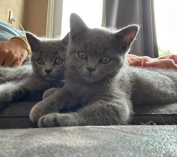 Britse korthaar kittens | nog 2 katers Beschikbaar 10 weken beschikbaar voor biedingen