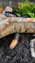 Sissende kakkerlakken Gromphadorhina portentosa, Dieren en Toebehoren, Insecten en Spinnen, Overige soorten