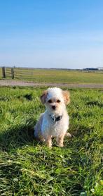 Liefste Dekreu, enorme knuffelkont 🥰, Rabiës (hondsdolheid), Reu, 1 tot 2 jaar, Eén hond