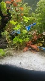 Zomeractie:blue Moscow guppen gup guppie blauw, Dieren en Toebehoren, Vis