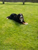 Gevraagd Berner Sennen herplaatser, Dieren en Toebehoren, Overige rassen, 1 tot 2 jaar, Geslacht onbekend, Eén hond