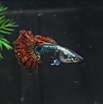 Prachtige felrode Platinum Red Dragon Guppen (raszuiver), Dieren en Toebehoren, Vis
