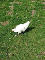 Poule de Bresse kippen hennen jong, Vrouwelijk, Kip
