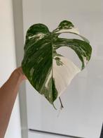 Monstera Variegata (heel veel stekjes!), Ophalen, Overige soorten, Minder dan 100 cm