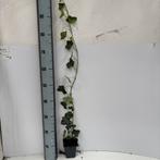Klimop - Hedera Hibernica 80/100 cm, Ophalen, Overige soorten, Haag, Minder dan 100 cm