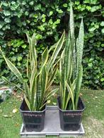 sansevieria planten, Ophalen of Verzenden, Overige soorten, Minder dan 100 cm