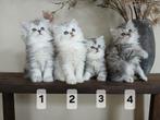 Kruising perzische langhaar kittens, Kater, Gechipt, 0 tot 2 jaar