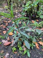 verbena (ijzerhard), Volle zon, Vaste plant, Zomer, Ophalen