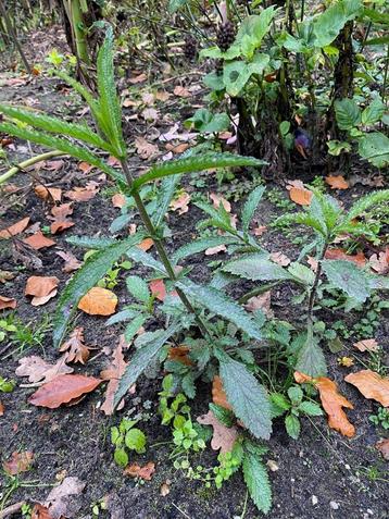 verbena (ijzerhard) beschikbaar voor biedingen
