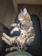 2 lieve Bengaal dametjes te koop, Dieren en Toebehoren, Katten en Kittens | Raskatten | Korthaar, Poes, Ontwormd