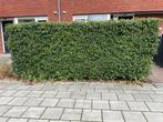 Portugese Laurier Haag, Ophalen, Laurier, Haag, 100 tot 250 cm