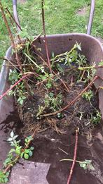 Zwarte framboos black jewel, Ophalen of Verzenden, Zomer, Volle zon