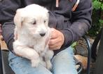 Doodle pups, Dieren en Toebehoren, CDV (hondenziekte), 8 tot 15 weken, Teef, Eén hond