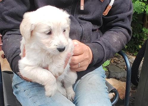 Doodle pups, Dieren en Toebehoren, Honden | Niet-rashonden, Middel, Teef, Particulier, Eén hond, Nederland, 8 tot 15 weken, CDV (hondenziekte)