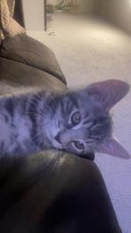 Kitten, Dieren en Toebehoren, Katten en Kittens | Raskatten | Korthaar, Poes, 0 tot 2 jaar