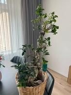 Ficus plant, Ophalen of Verzenden, Nieuw