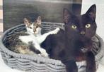 2 katers, Dieren en Toebehoren, Katten en Kittens | Overige Katten, Kortharig, 0 tot 2 jaar, Kater