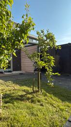 Appel boom, Tuin en Terras, Planten | Bomen, Ophalen, Lente, Volle zon, Overige soorten