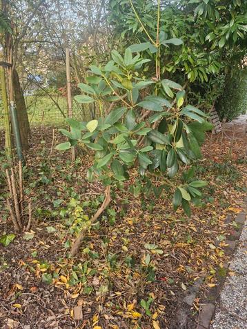 Rododendron - Zelf uitgraven! beschikbaar voor biedingen
