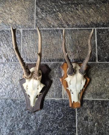 2 mooie ree geweien samen € 18 jacht mancave overkapping d22 beschikbaar voor biedingen