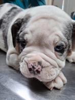 TK prachtige Old Englisch Bulldogpups, Dieren en Toebehoren, Bulldog, Meerdere, Meerdere dieren, Nederland