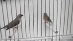 blauwe gouldamadine, Dieren en Toebehoren, Meerdere dieren, Tropenvogel, Geringd
