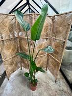 Strelizia Nicolai 200 cm