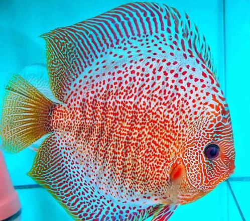 Discus Snakeskin / LSS ca 8 cm - siner - Koidream Valburg, Dieren en Toebehoren, Vissen | Aquariumvissen, Vis