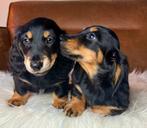 Langharige Teckels dwerg & standaard Mogen naar nieuwe baas, Dieren en Toebehoren, Nederland, 8 tot 15 weken, Dwerg, Langhaar