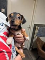 Te koop Jack Russell pups, Rabiës (hondsdolheid), Jack Russell Terriër, 8 tot 15 weken, Meerdere
