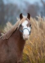 Leuke B pony, Dieren en Toebehoren, Pony's, Ruin, 3 tot 6 jaar