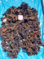 nr 9 Geschoren vacht van een bergschaap lam, Hobby en Vrije tijd, Ophalen of Verzenden