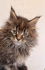 Prachtige maine coon kitten, Dieren en Toebehoren, Katten en Kittens | Raskatten | Langhaar, Poes, Gechipt, 0 tot 2 jaar