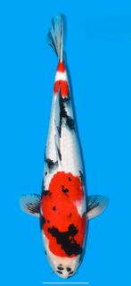 NND showa +-50 cm, Dieren en Toebehoren, Vissen | Vijvervissen, Karper of Koi