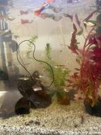 Baby guppen 14 stuks voor 5,-, Dieren en Toebehoren, Vissen | Aquariumvissen, Vis
