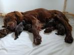 Duitse Staande Langhaar pups met stamboom, Dieren en Toebehoren, Honden | Setters en Staande honden, Duitse Staande hond, Rabiës (hondsdolheid)