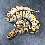 Python Regius, Ball Python, Koningspython, Slang, 0 tot 2 jaar