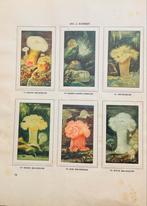 Verkade album Zeewater-Aquarium en Terrarium, Ophalen of Verzenden