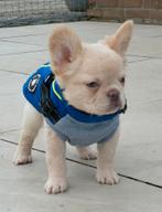 😍 nog 1 Super lieve, x fluffy franse bulldog pup teefje 😍, Parvo, 8 tot 15 weken, Teef, Bulldog