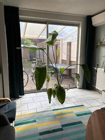 Paradijsvogelplant H200cm incl. pot (Strelitzia Nicolai) beschikbaar voor biedingen