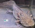 Axolotl - Wildkleur (Sub-adult), Overige typen, Zoetwatervis