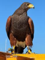 woestijnbuizerd Harris hawk, Dieren en Toebehoren, Vogels | Overige Vogels, Mannelijk, Roofvogel